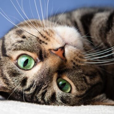 Pet