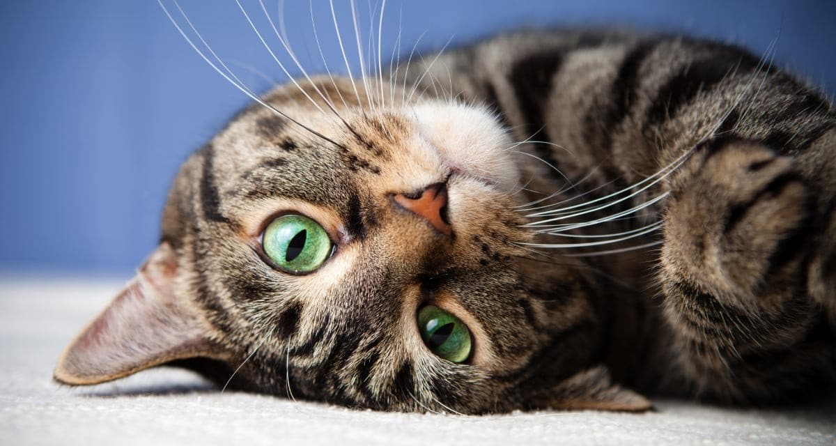 Pet